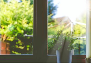 Plant at window