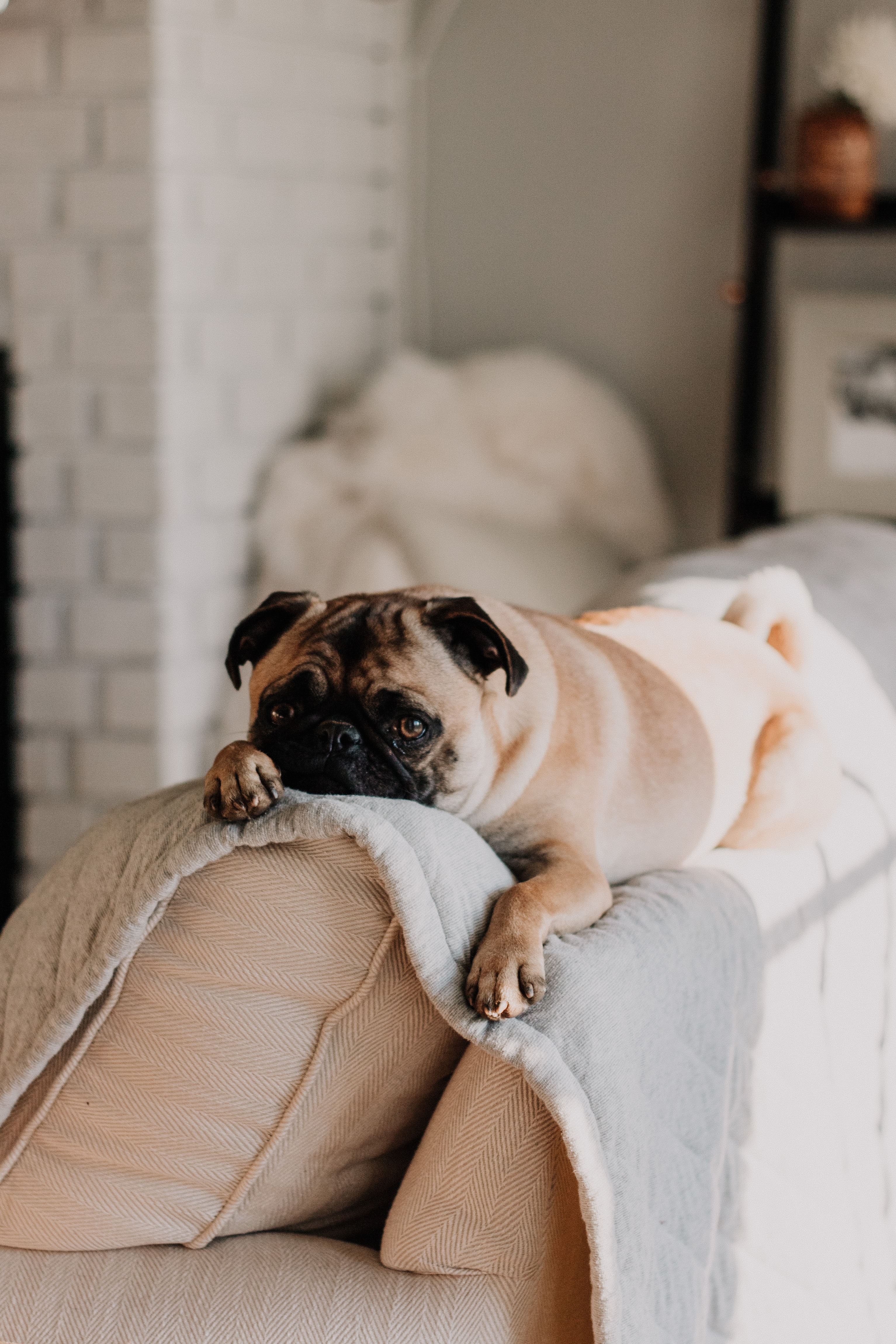 Pets are family, but don’t let their dander be too