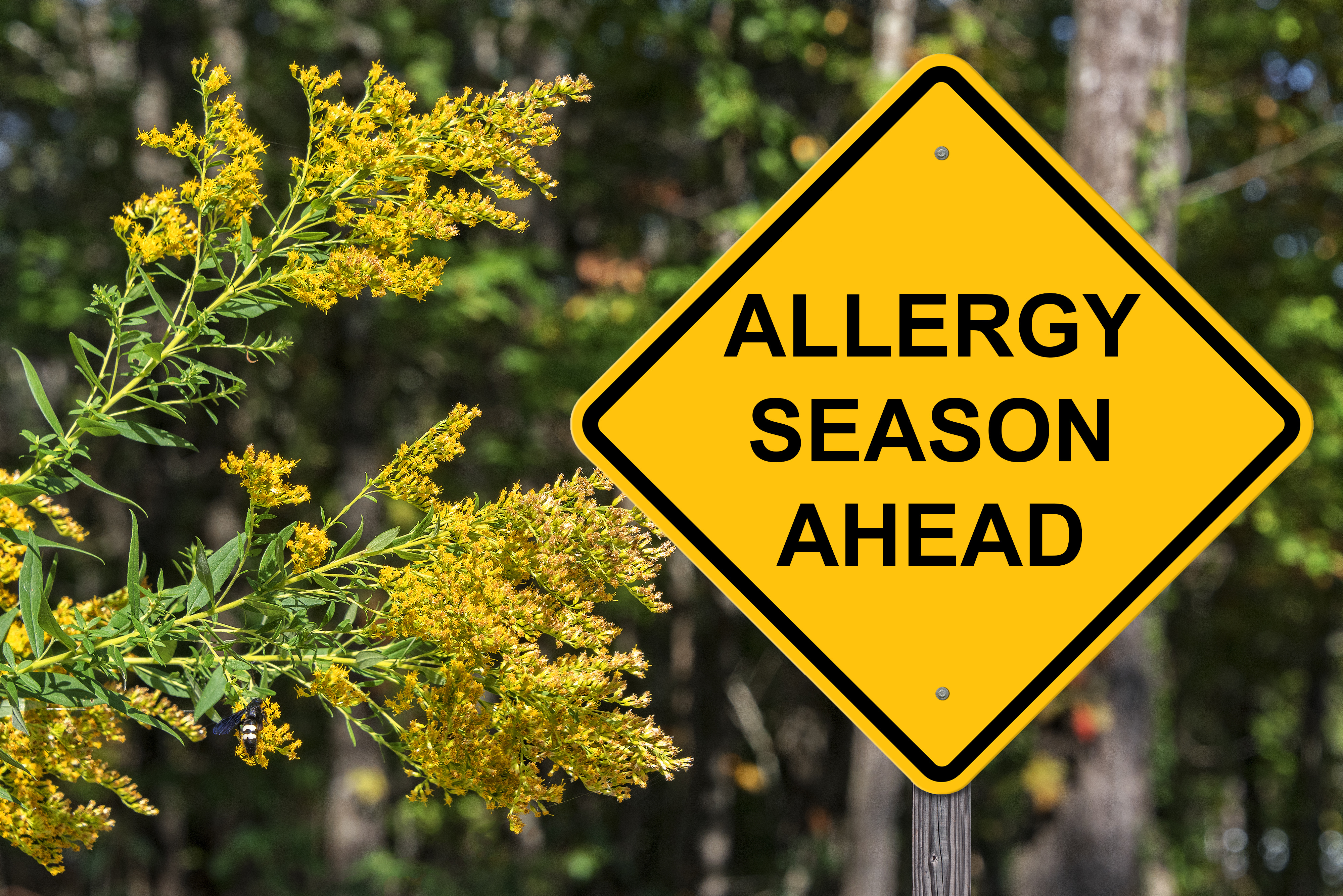 Five Tips to Keep Allergies at Bay and Improve Your Indoor Air Quality